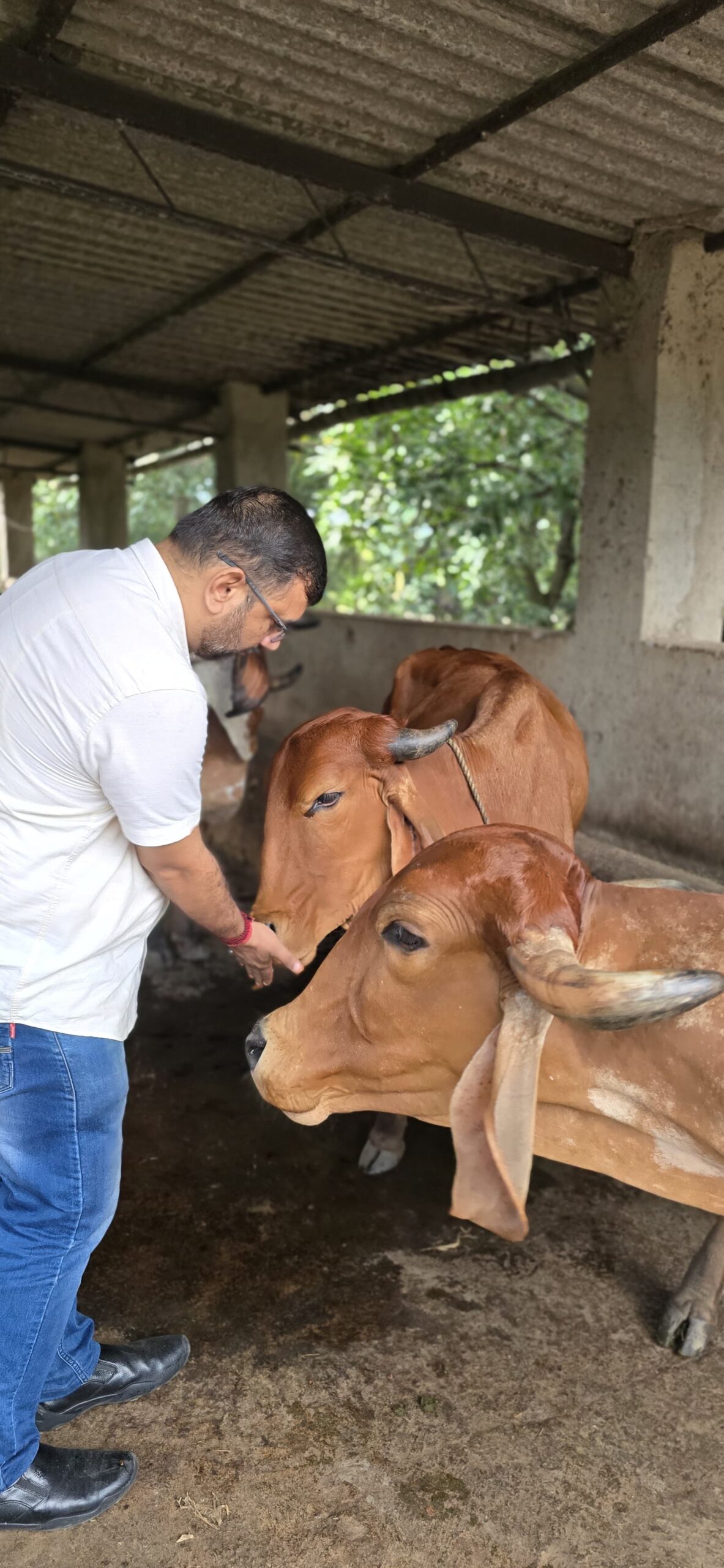 Gau Seva