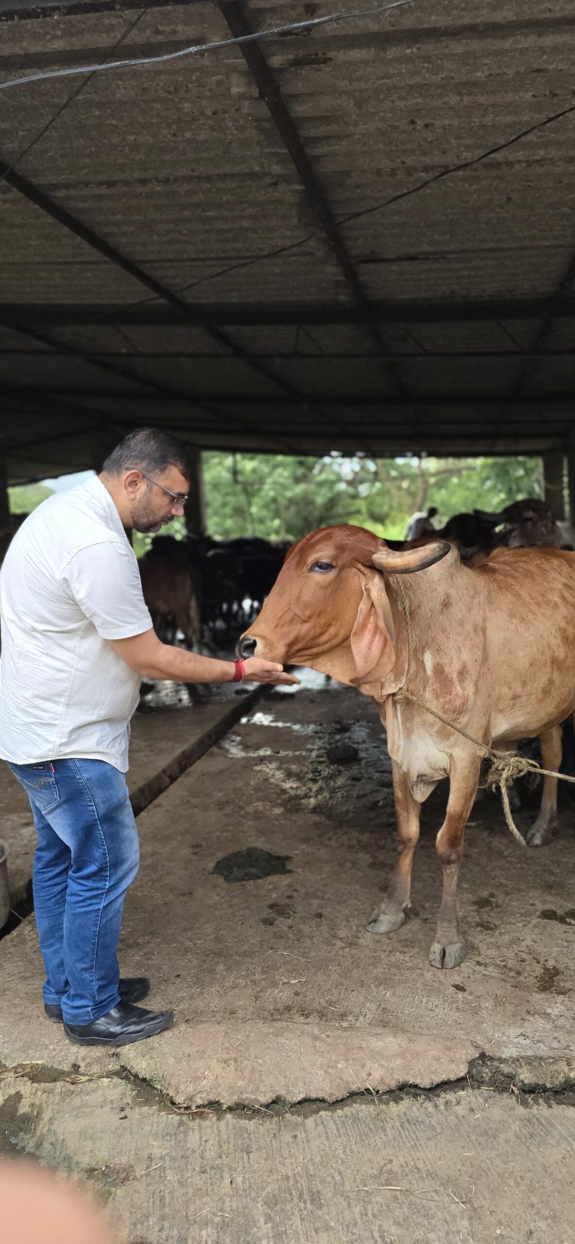 Gau Seva