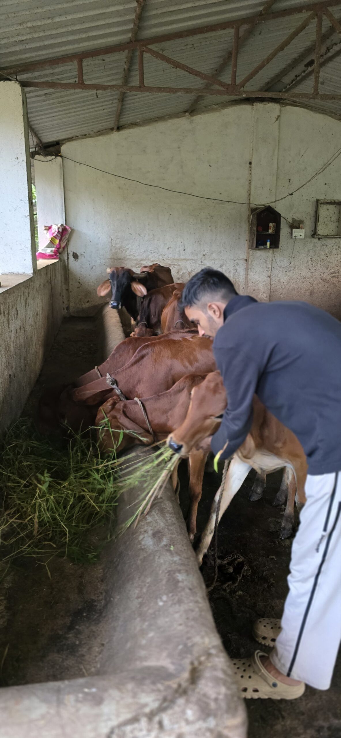 Gau Seva