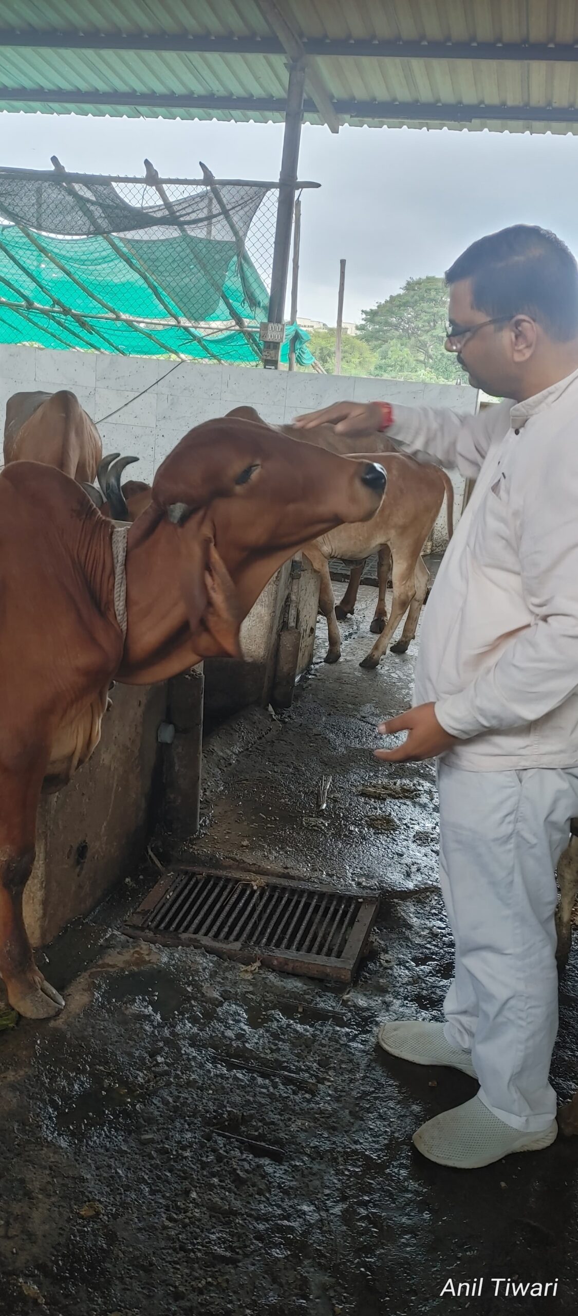 Gau Seva