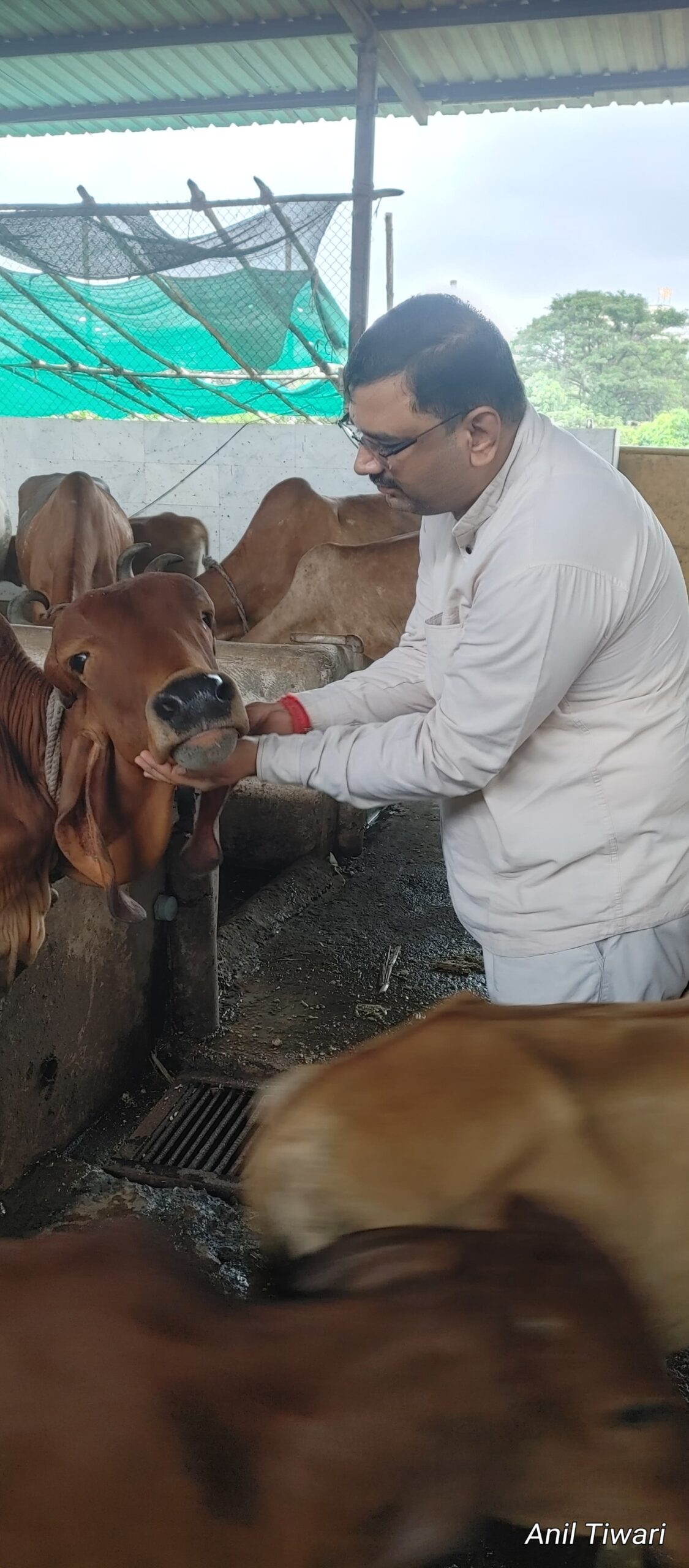Gau Seva